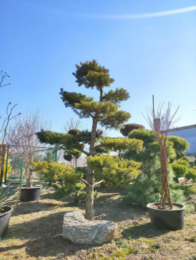 Sosna Banksa Bonsai