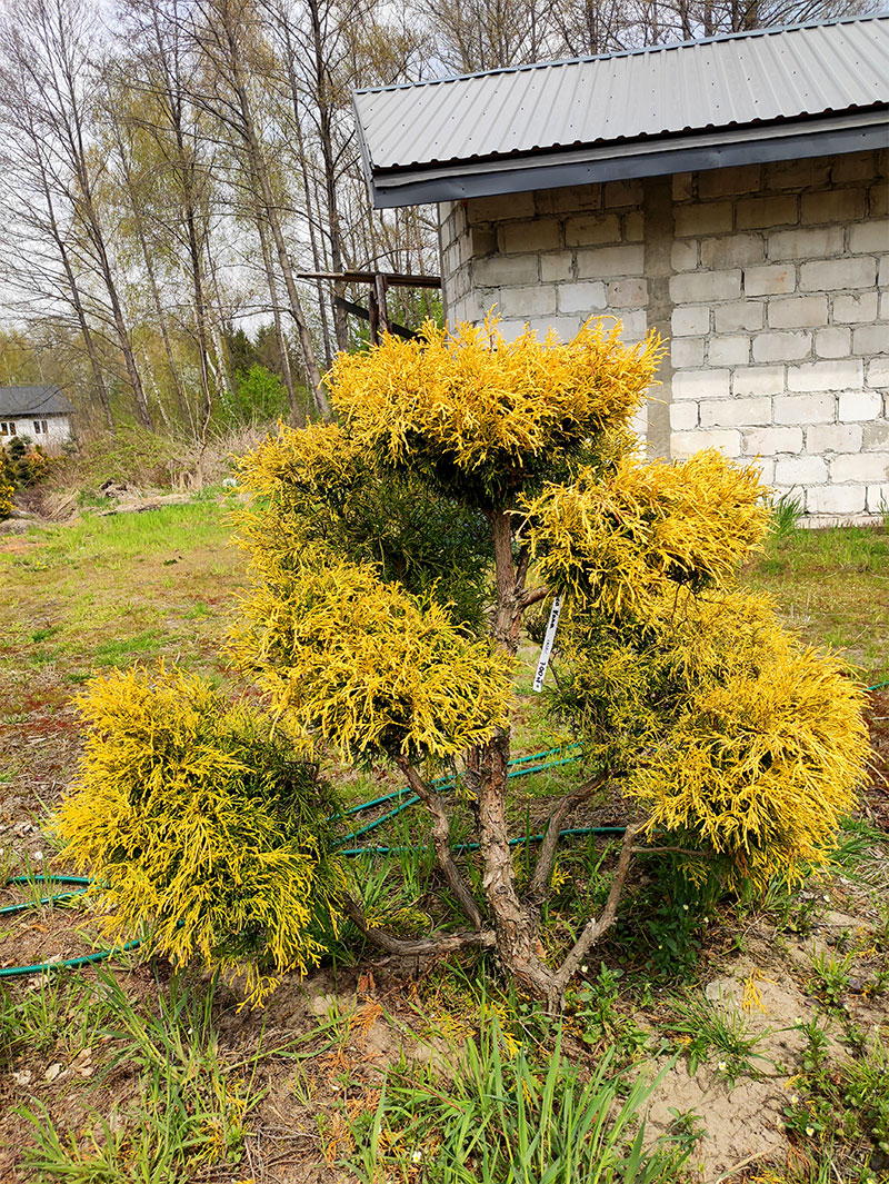 Cyprys Aurea Nana