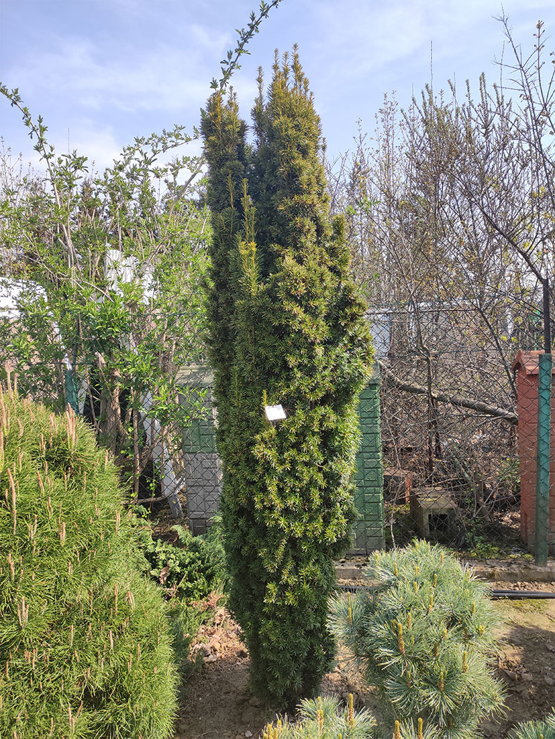 Cis Fastigiata Aurea