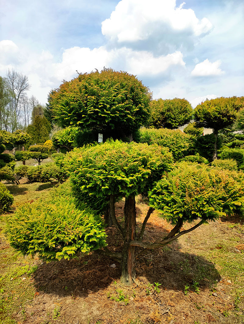 Cyprys Plumosa