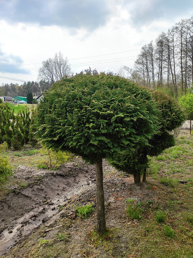 Cyprys Plumosa