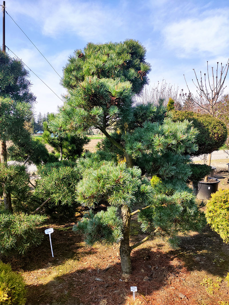 Sosna Parviflora