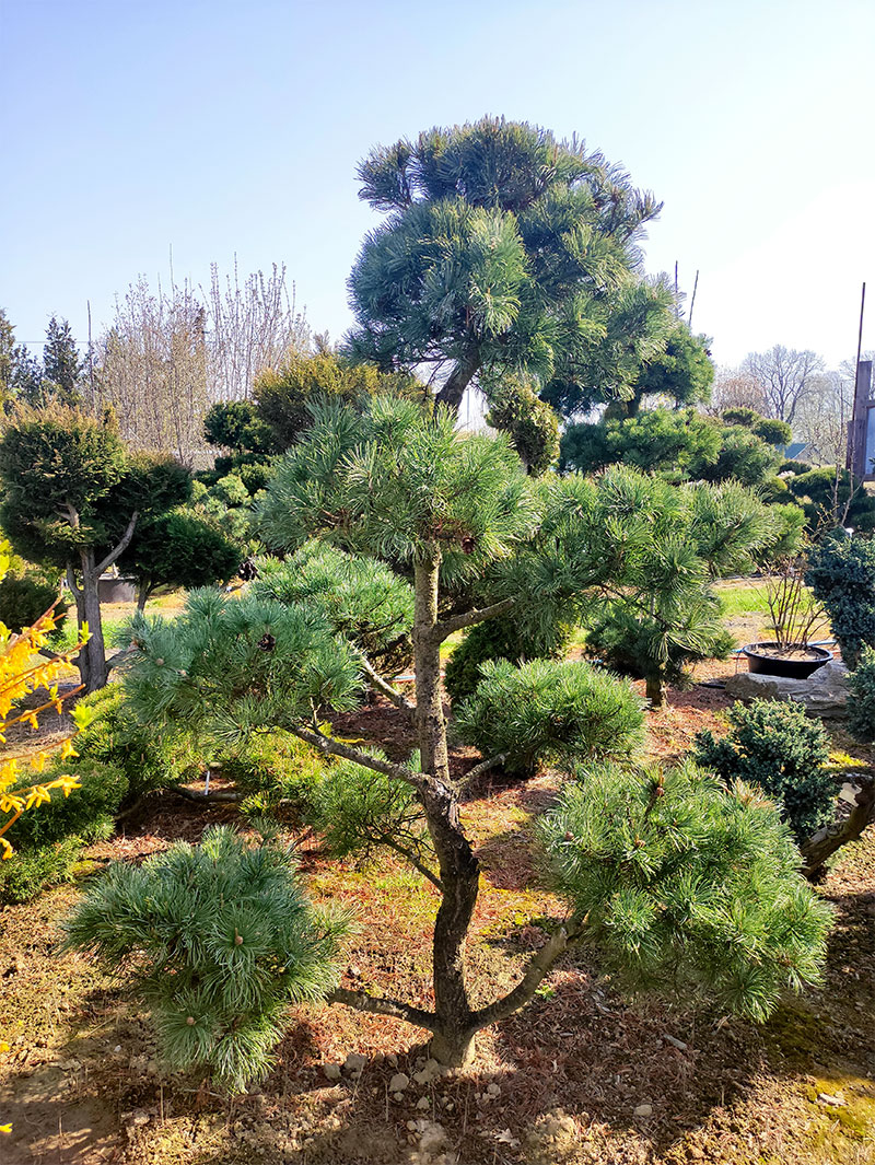 Sosna Parviflora