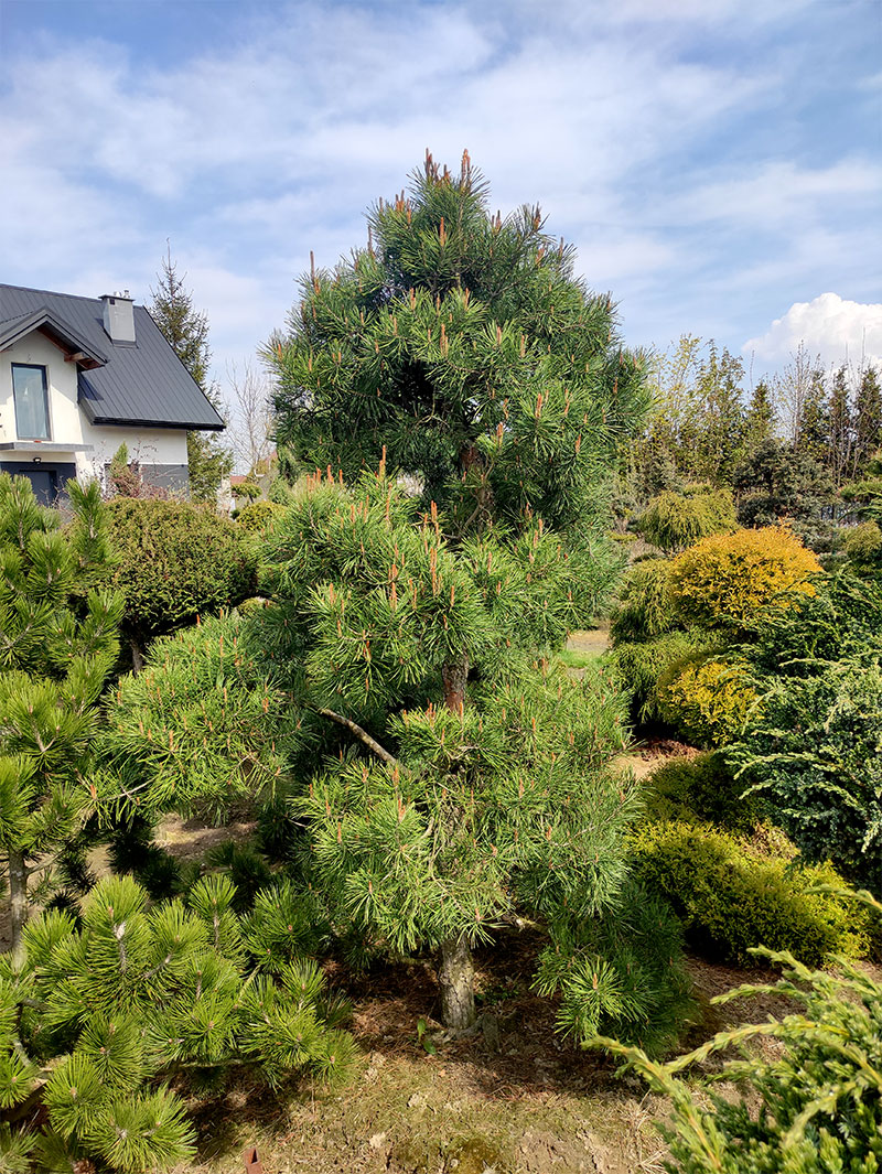 Sosna Zwyczajna Bonsai