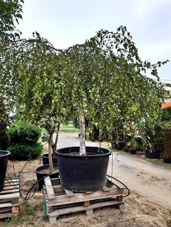 Wierzba Pendula
